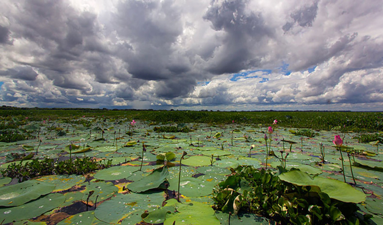 Haor in Bangladesh